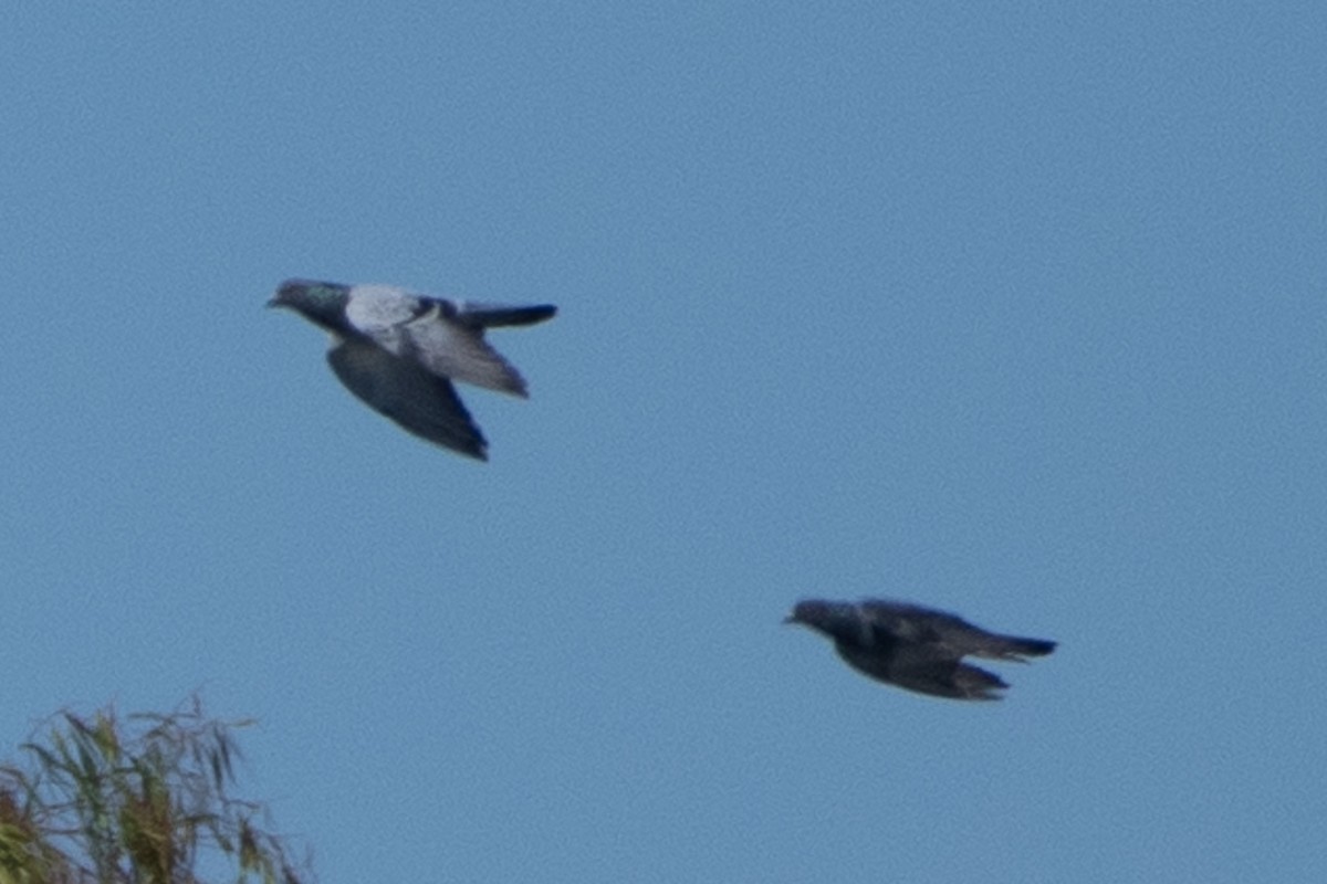Rock Pigeon (Feral Pigeon) - ML642937129