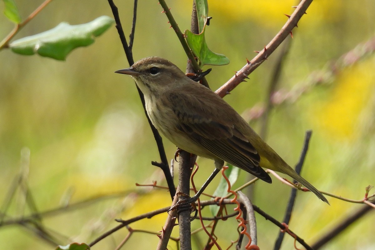 Palmenwaldsänger - ML642937135