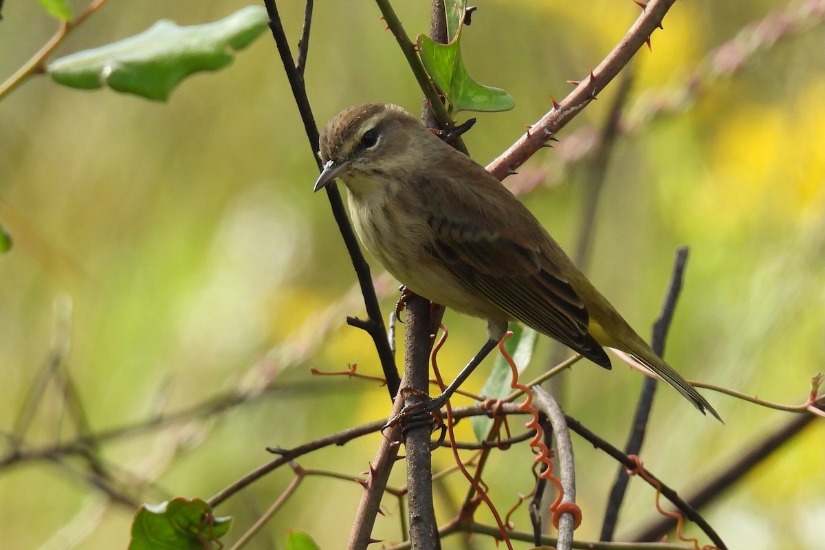 Palmenwaldsänger - ML642937136