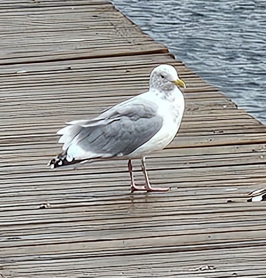 gråvingemåke - ML642937162