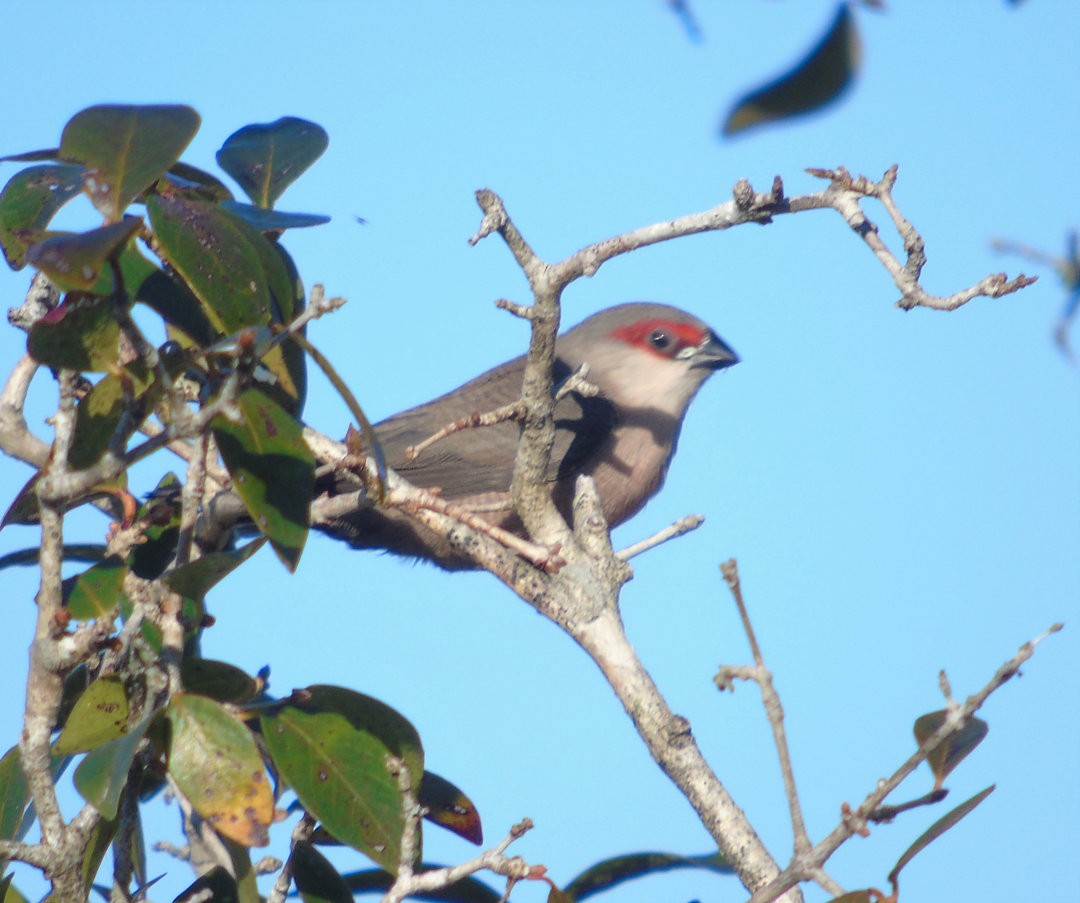 Common Waxbill - ML642937167
