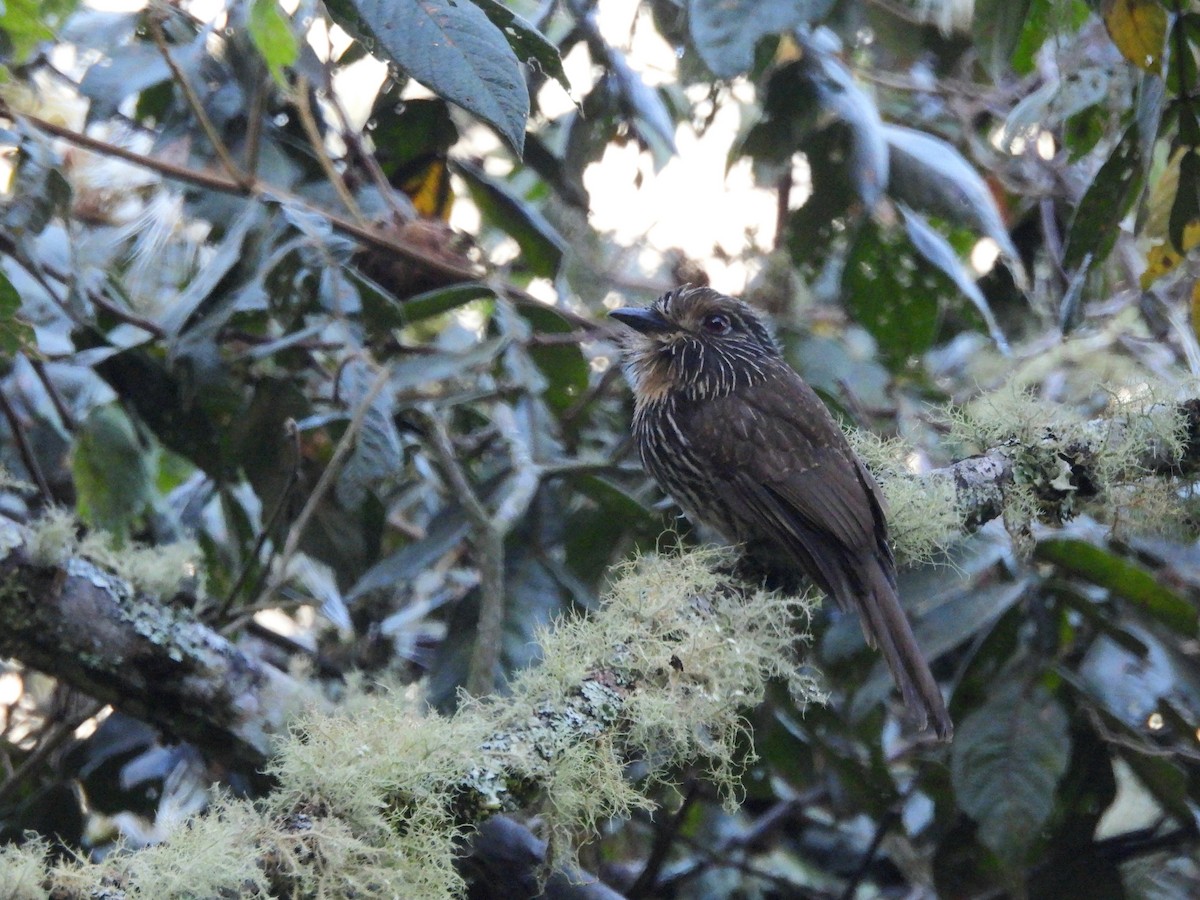 Black-streaked Puffbird - ML642937169