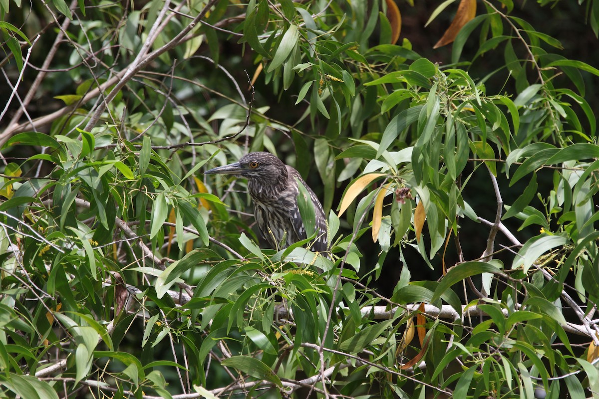 Black-crowned Night Heron - ML642937170