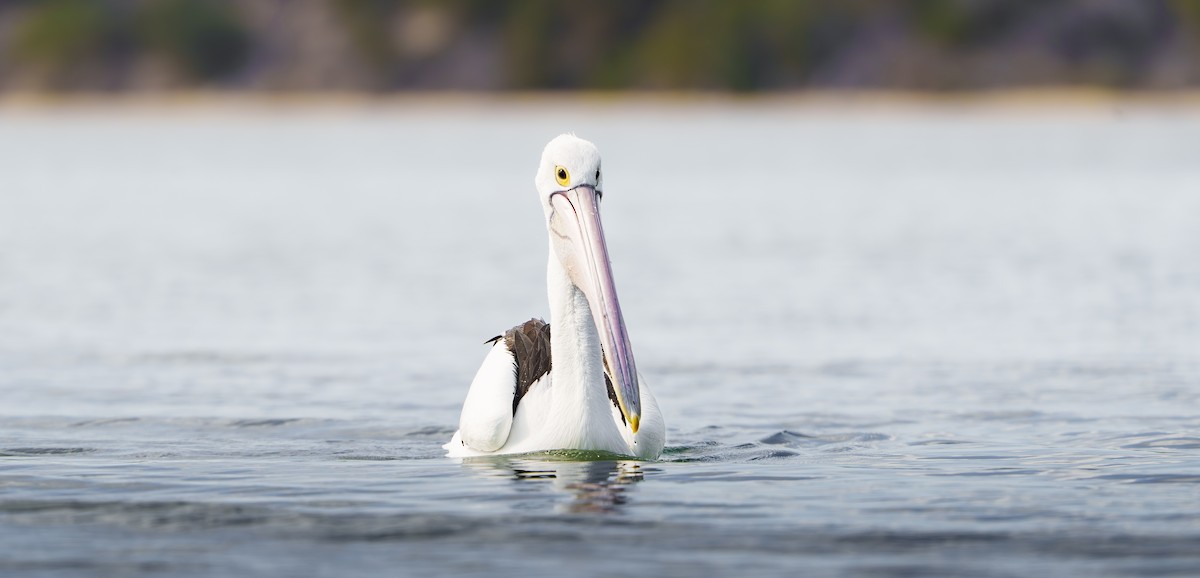 Australian Pelican - ML642937171