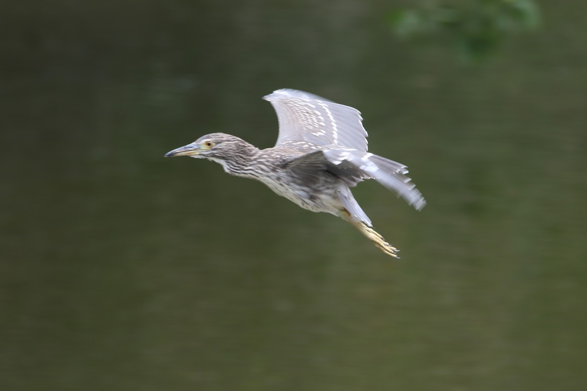 Black-crowned Night Heron - ML642937174