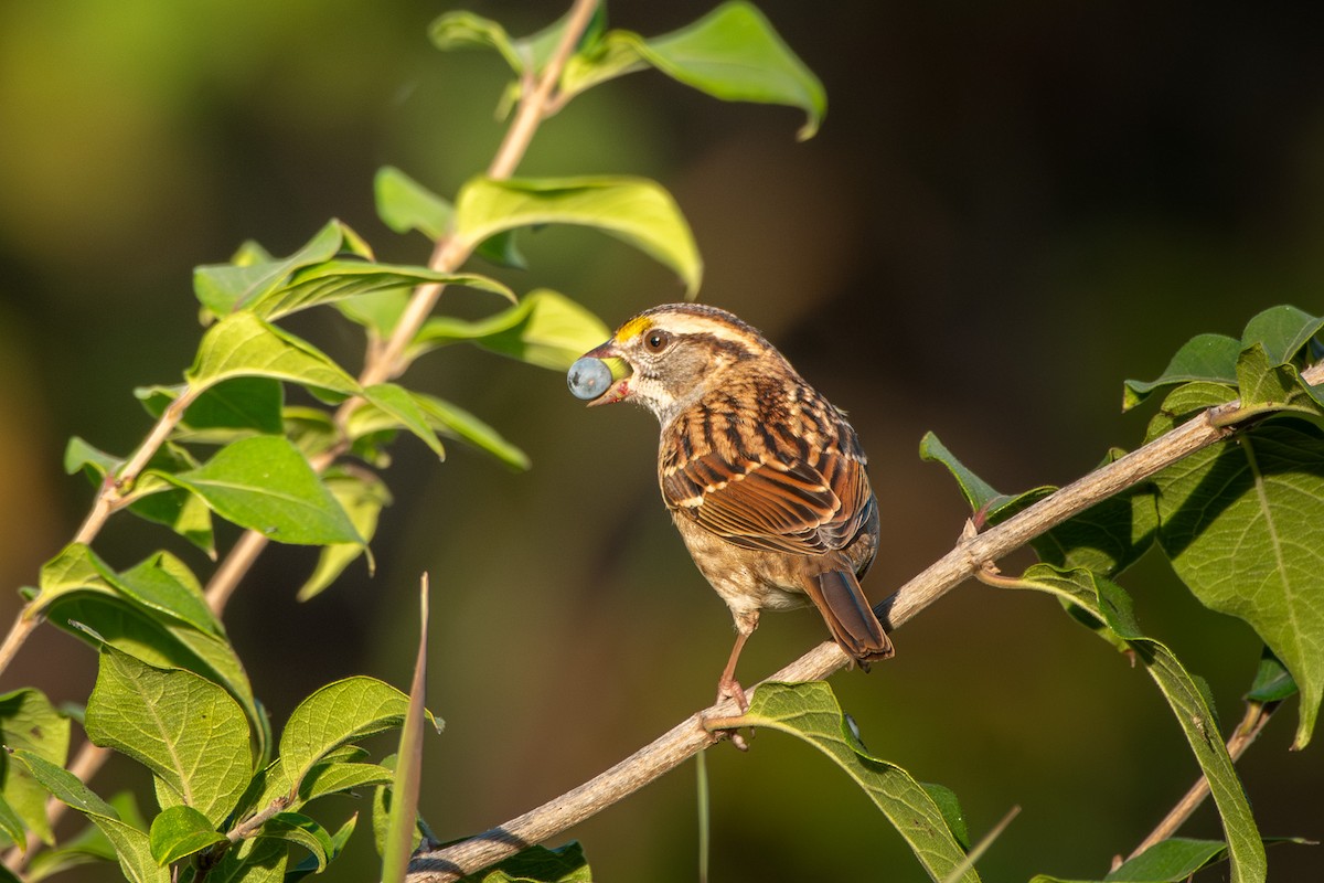 White-throated Sparrow - ML642937176