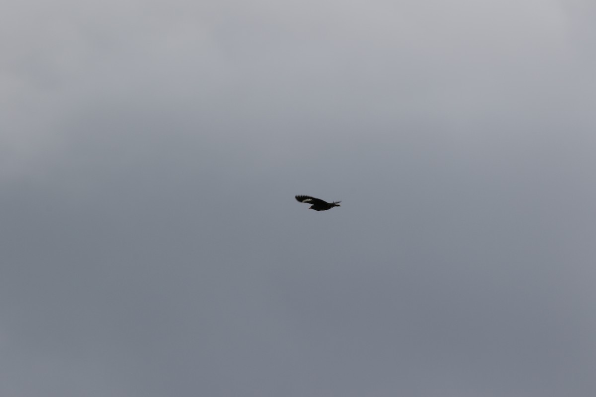 Javan Myna - ML642937186