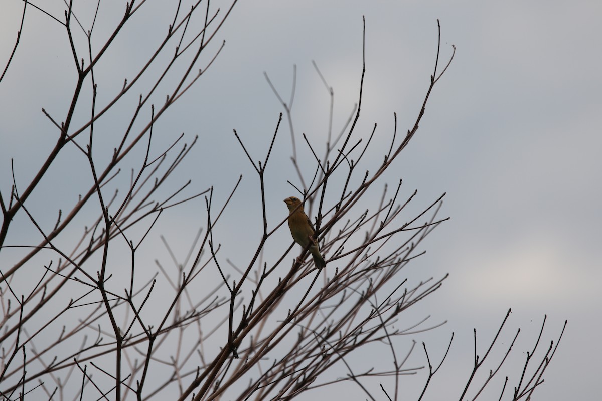 Baya Weaver - ML642937194