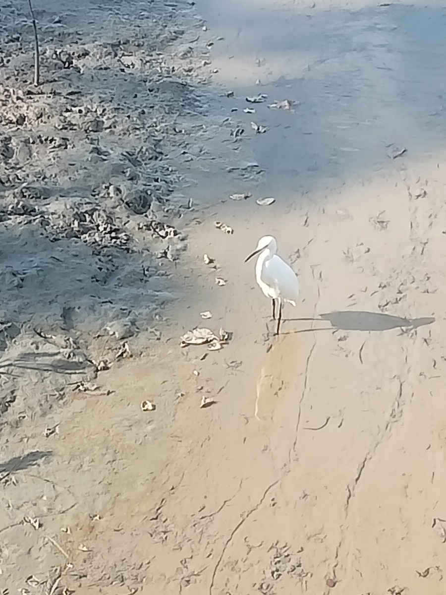 Little Egret - ML642937200