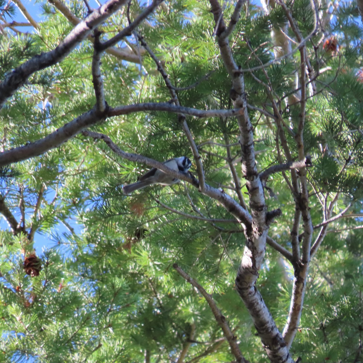 Mountain Chickadee (Rocky Mts.) - ML642937202