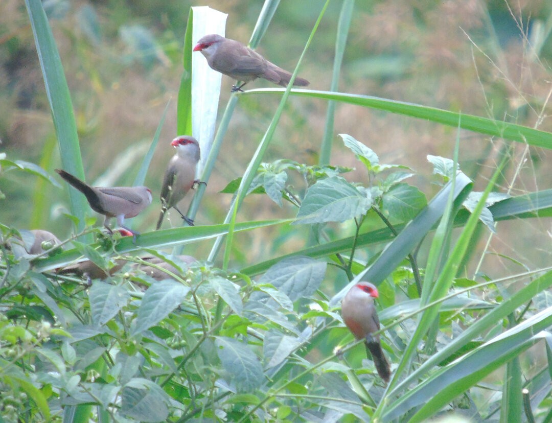 Common Waxbill - ML642937214