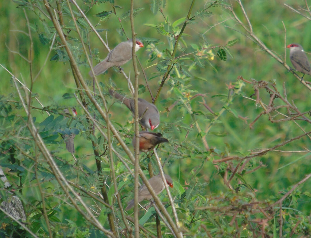 Common Waxbill - ML642937215