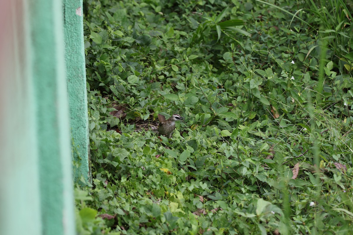 Yellow-vented Bulbul - ML642937217