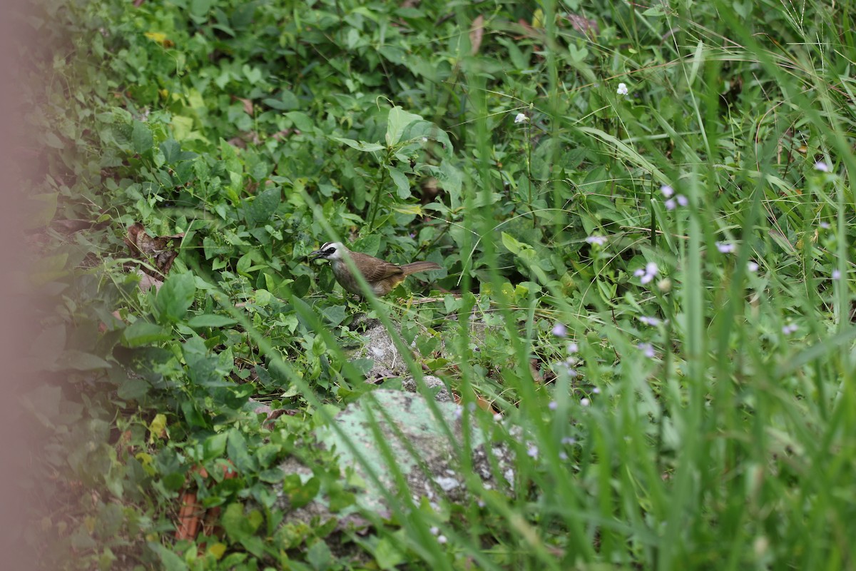 Yellow-vented Bulbul - ML642937218