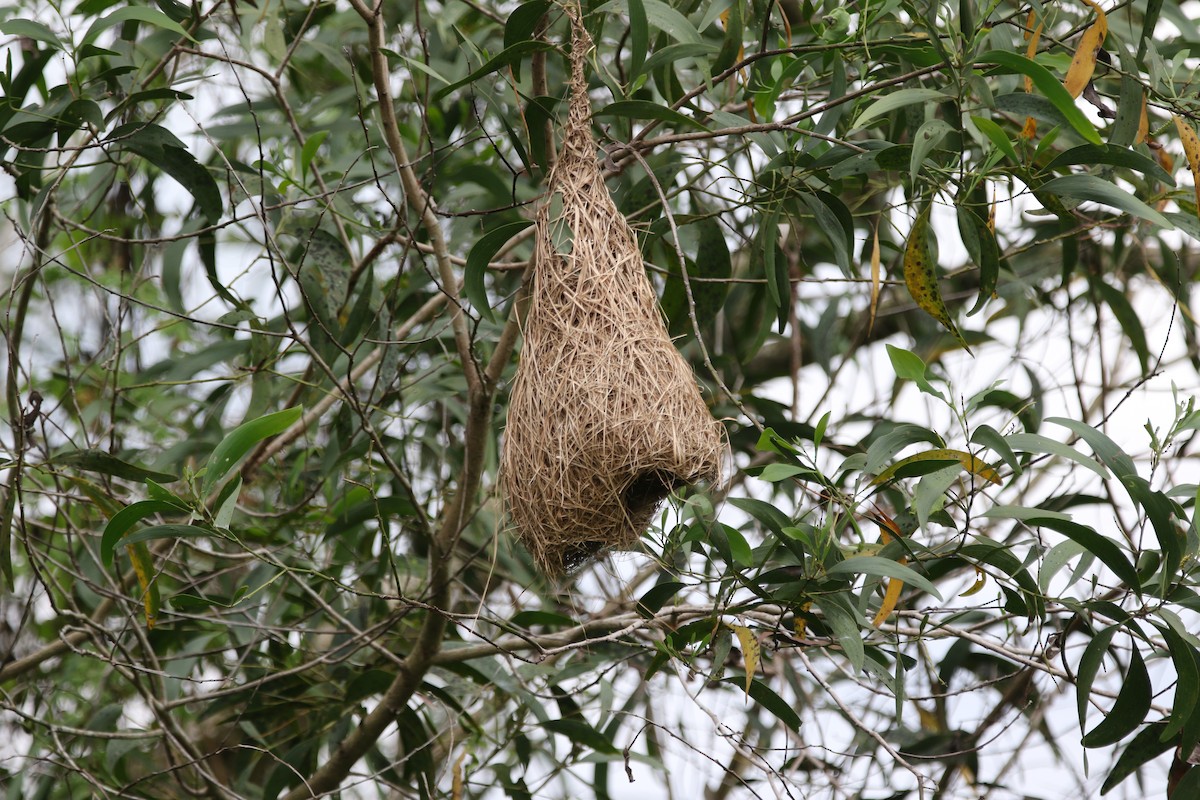 Baya Weaver - ML642937232