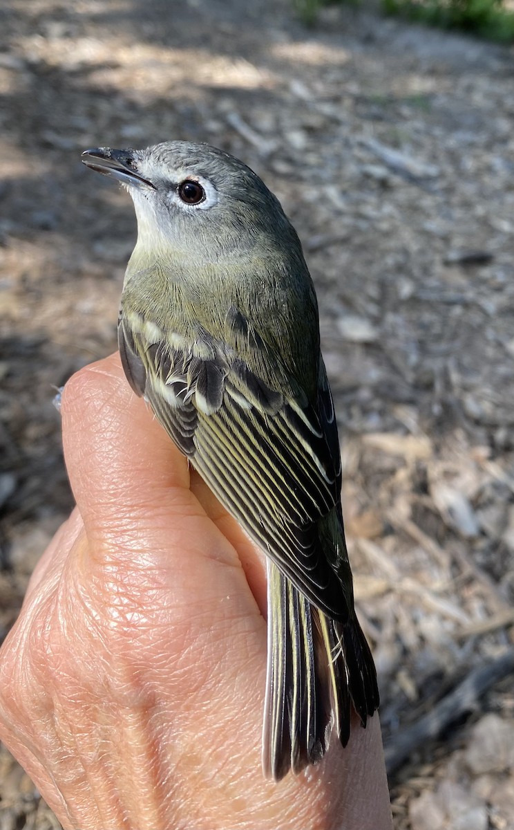 Cassin's Vireo - ML642937235