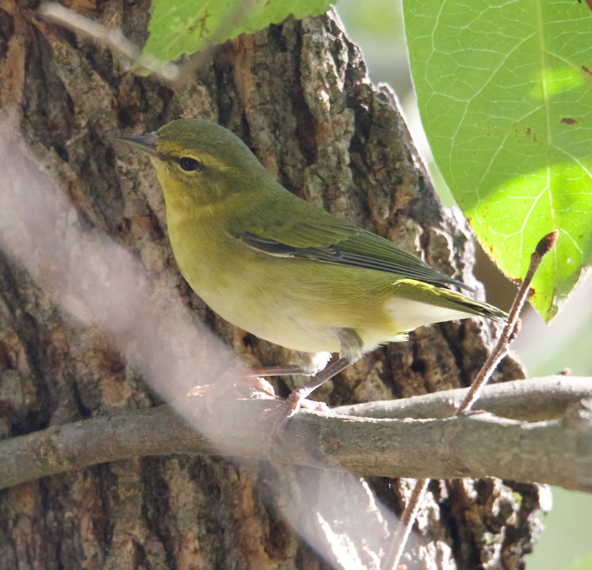 møllparula - ML642937248