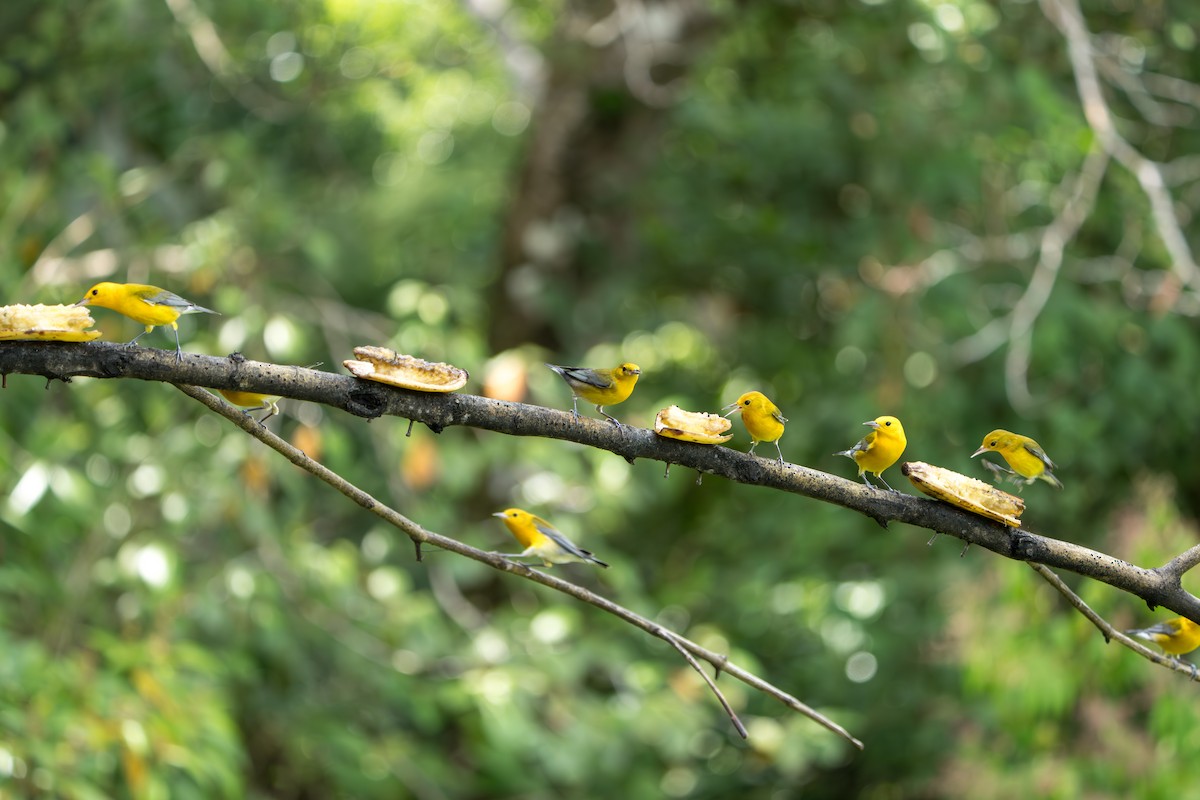 plommeparula - ML642937250