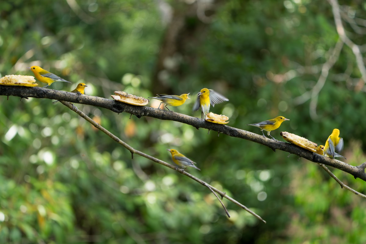 plommeparula - ML642937252