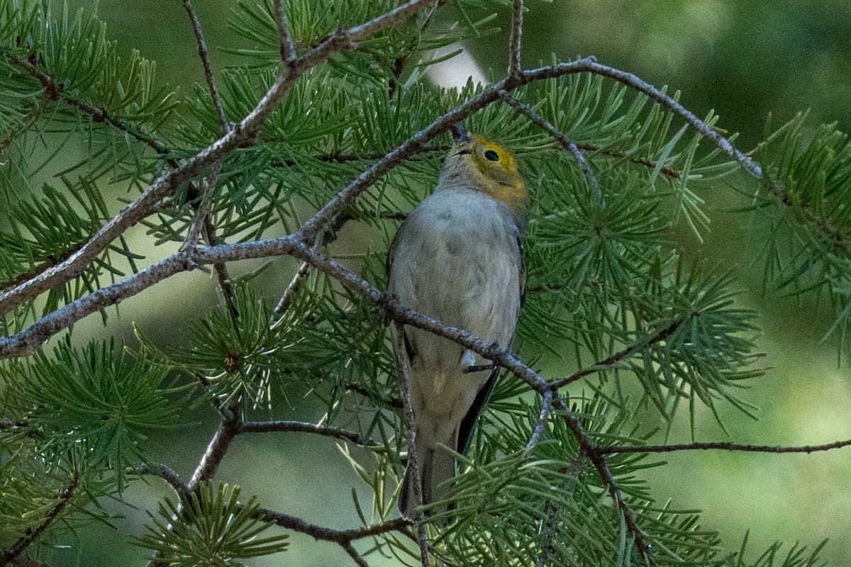 barnålparula - ML642937256