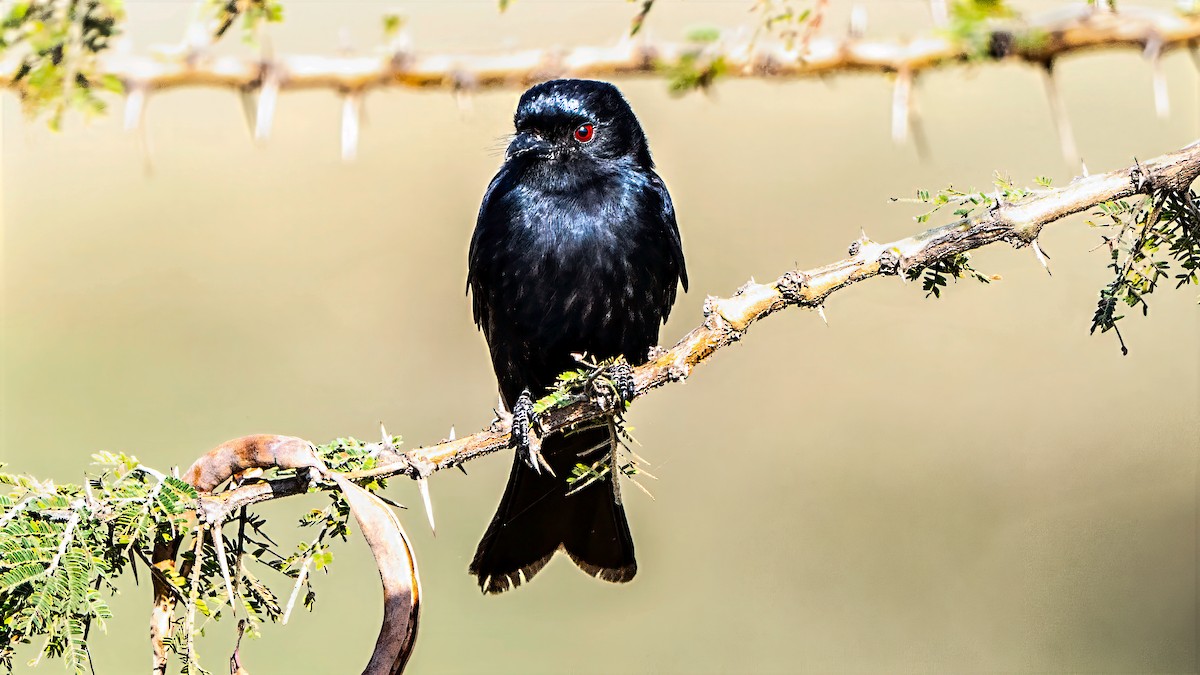 Fork-tailed Drongo - ML642937257
