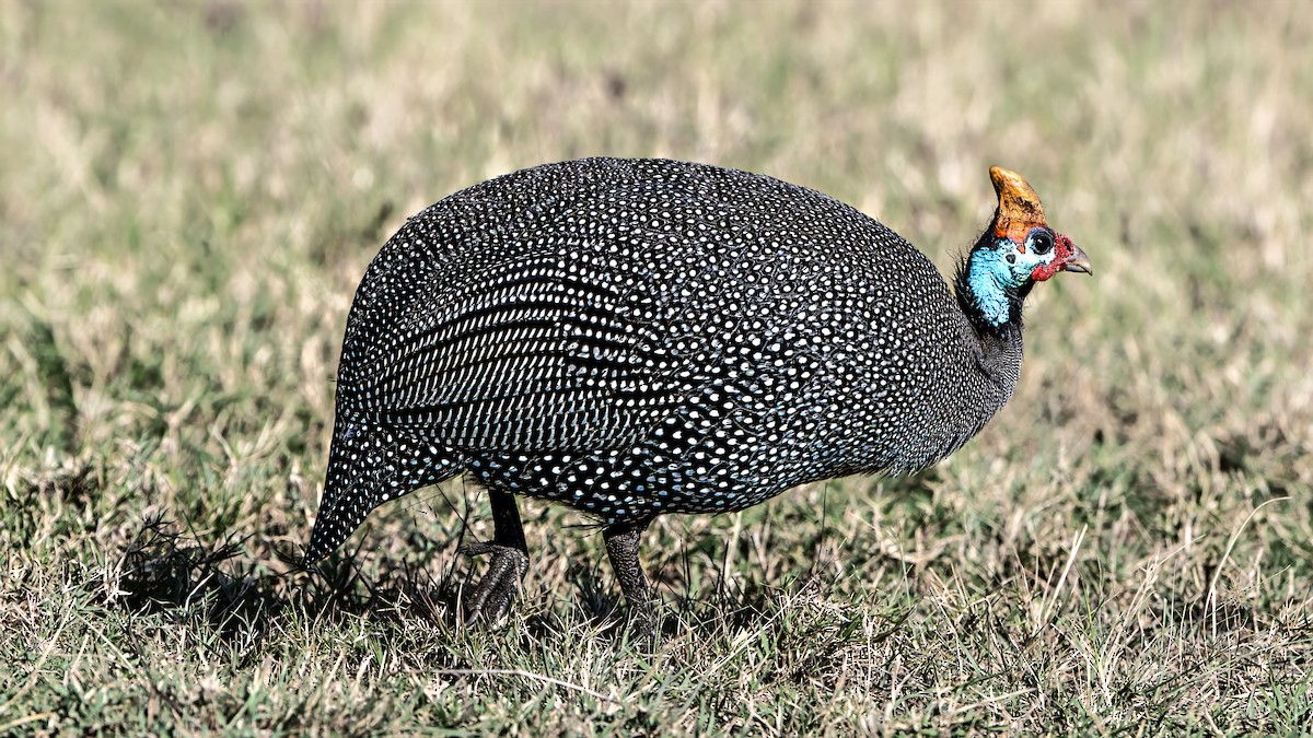 Helmeted Guineafowl - ML642937261