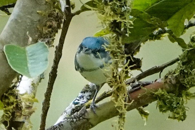 asurparula - ML642937283