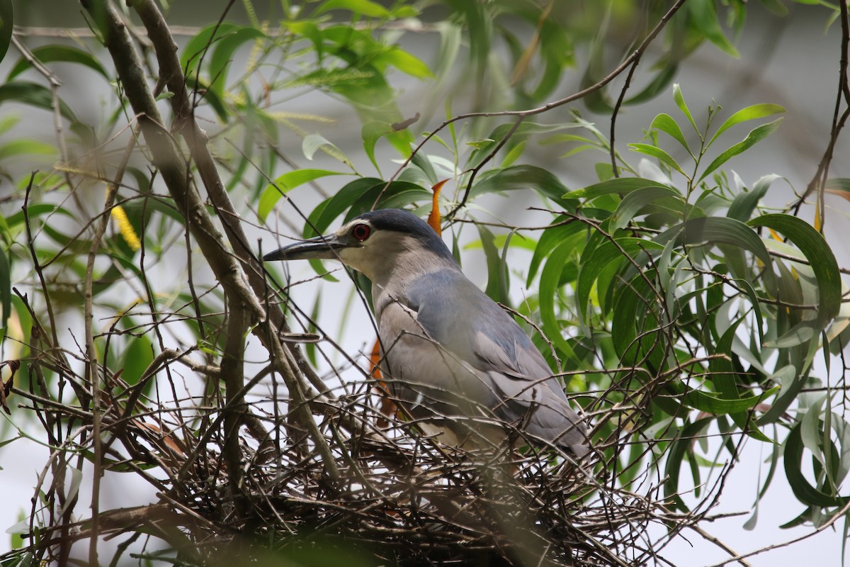 Black-crowned Night Heron - ML642937286