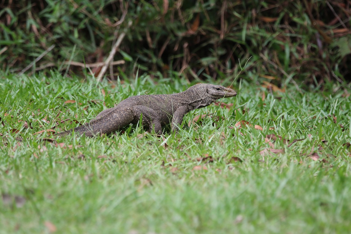 Common Water Monitor - ML642937294