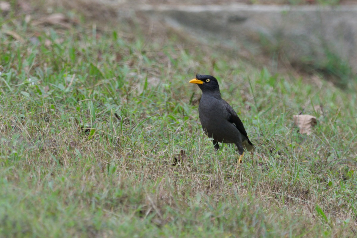Javan Myna - ML642937305