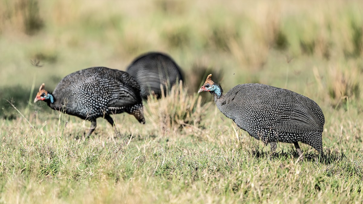 Helmeted Guineafowl - ML642937309