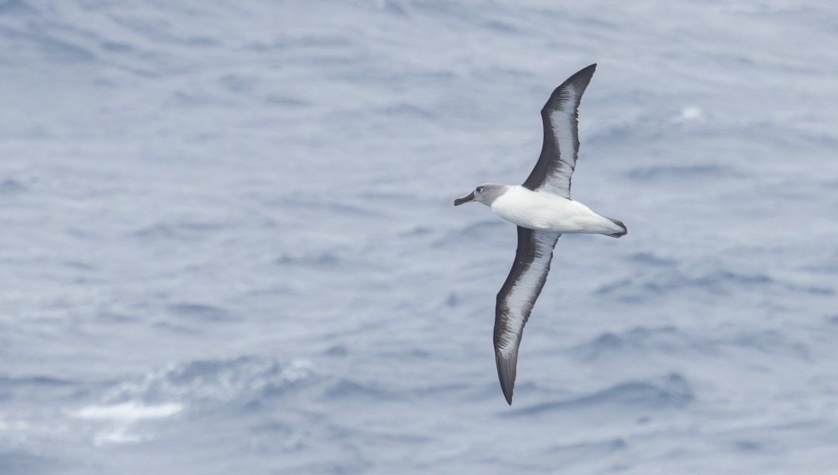 Boz Başlı Albatros - ML642937322