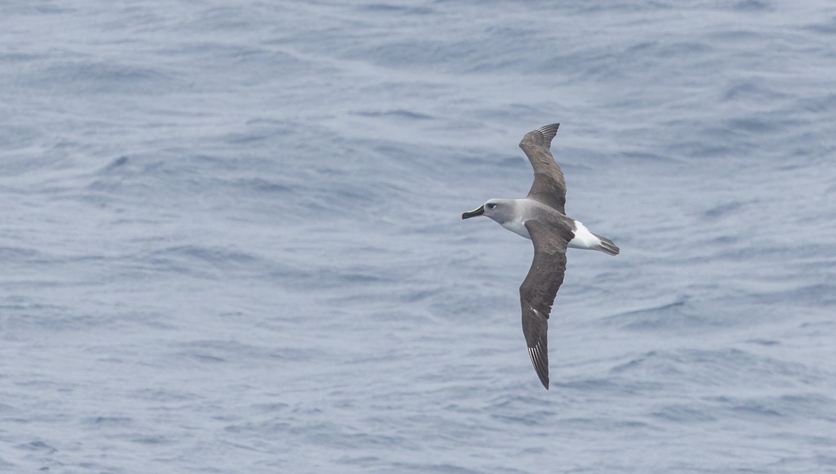 Boz Başlı Albatros - ML642937323