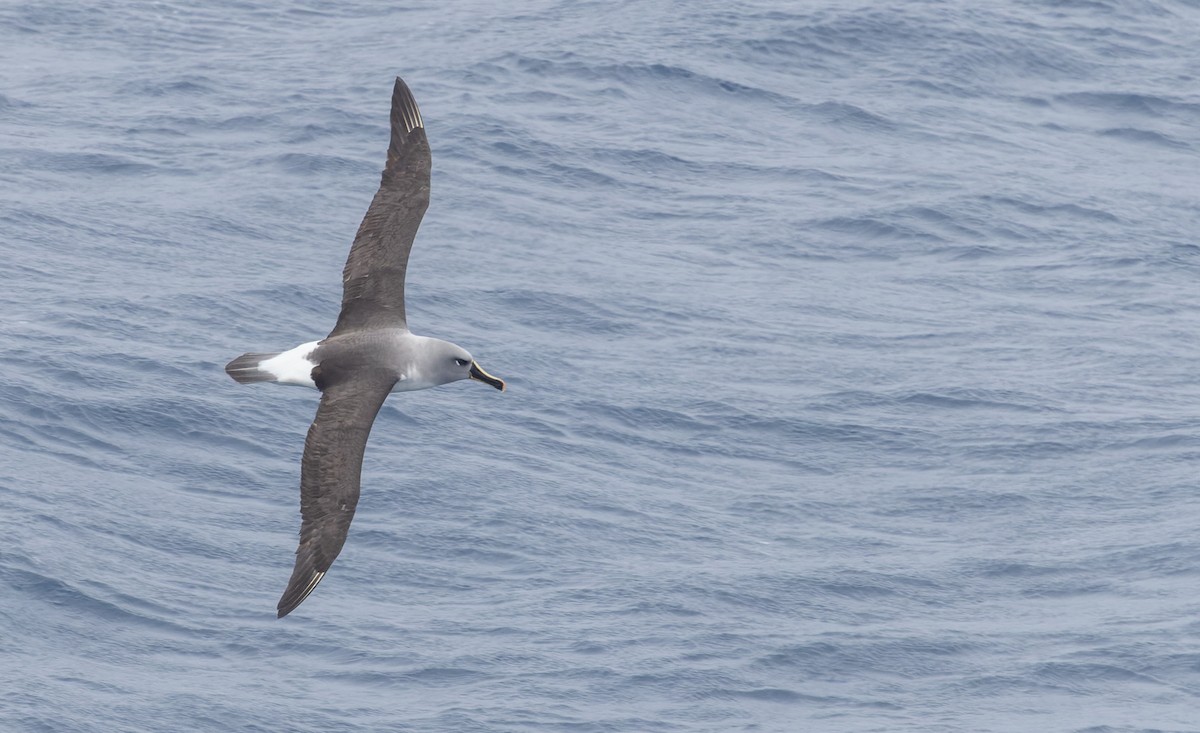 Boz Başlı Albatros - ML642937324