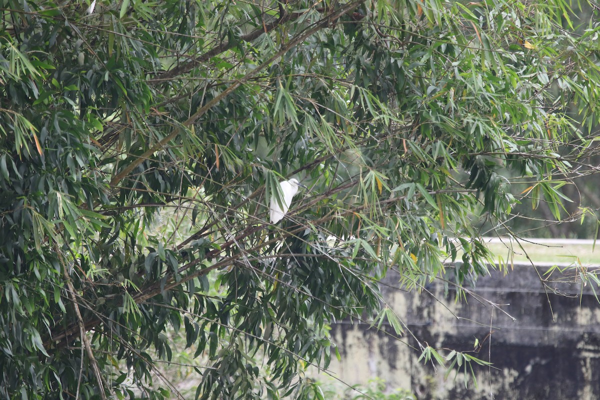 Little Egret - ML642937334