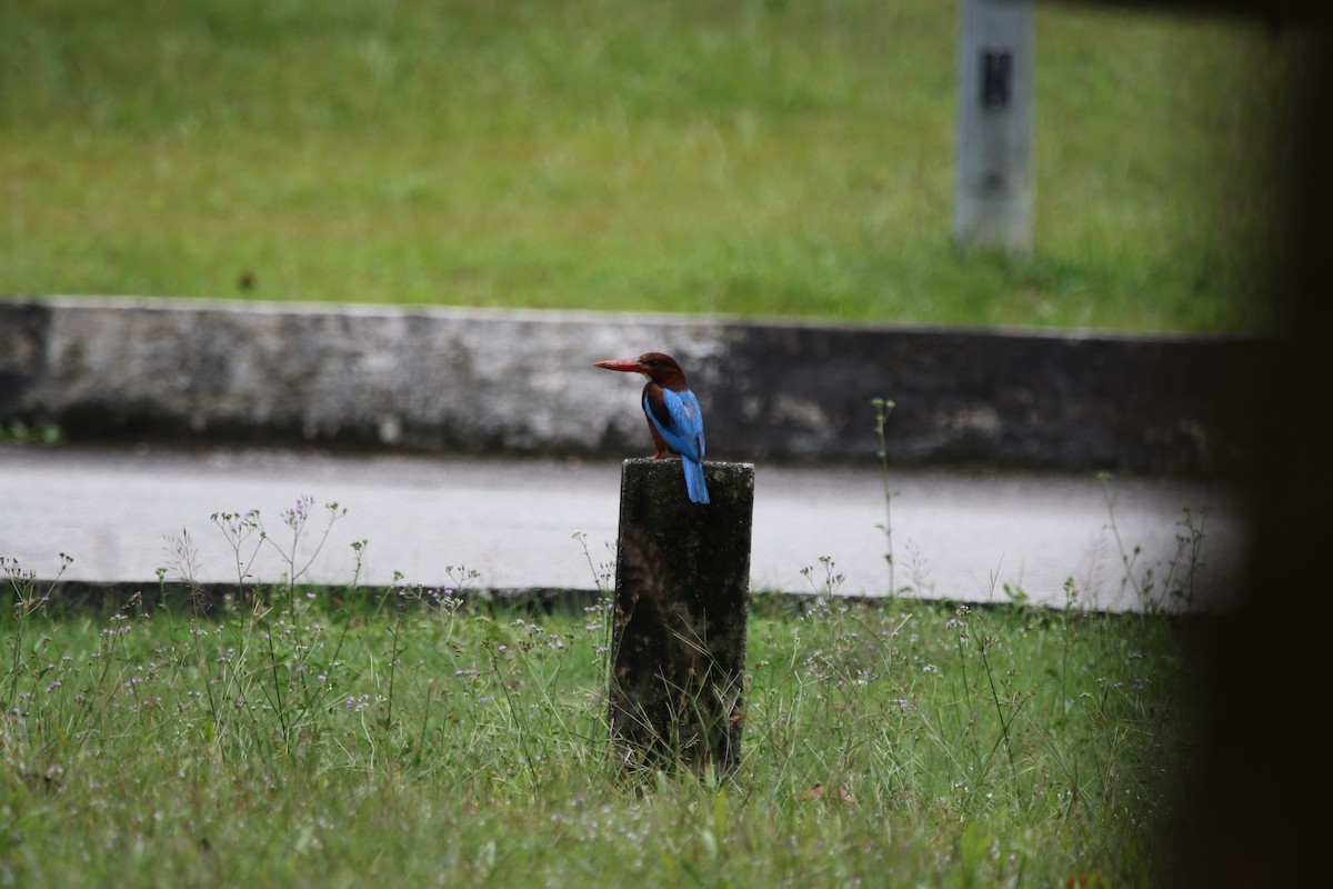 White-throated Kingfisher - ML642937342