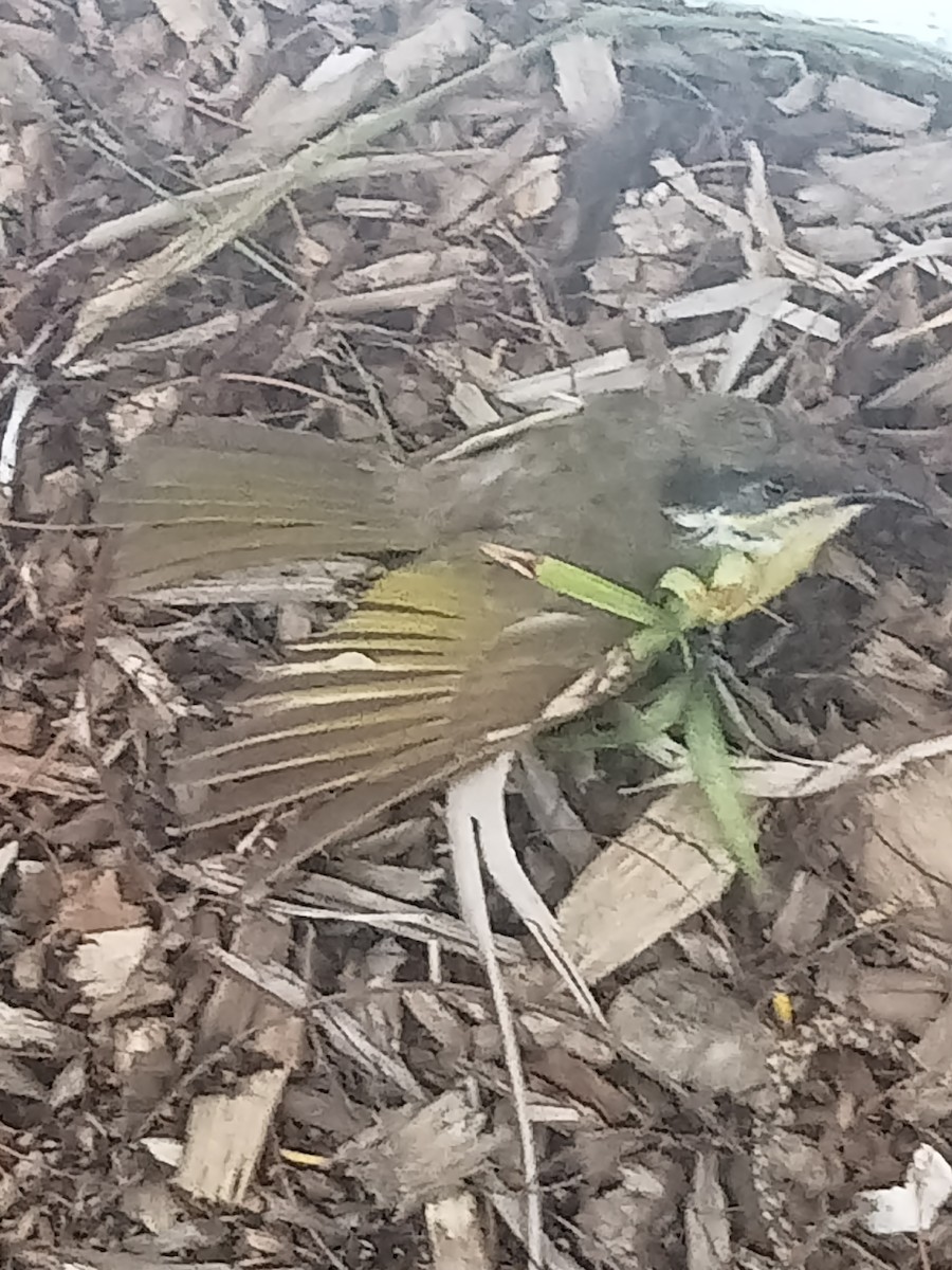 Varied Honeyeater - ML642937346