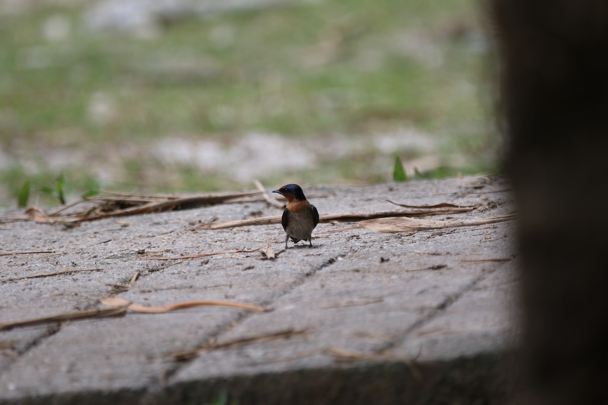 Pacific Swallow - ML642937348
