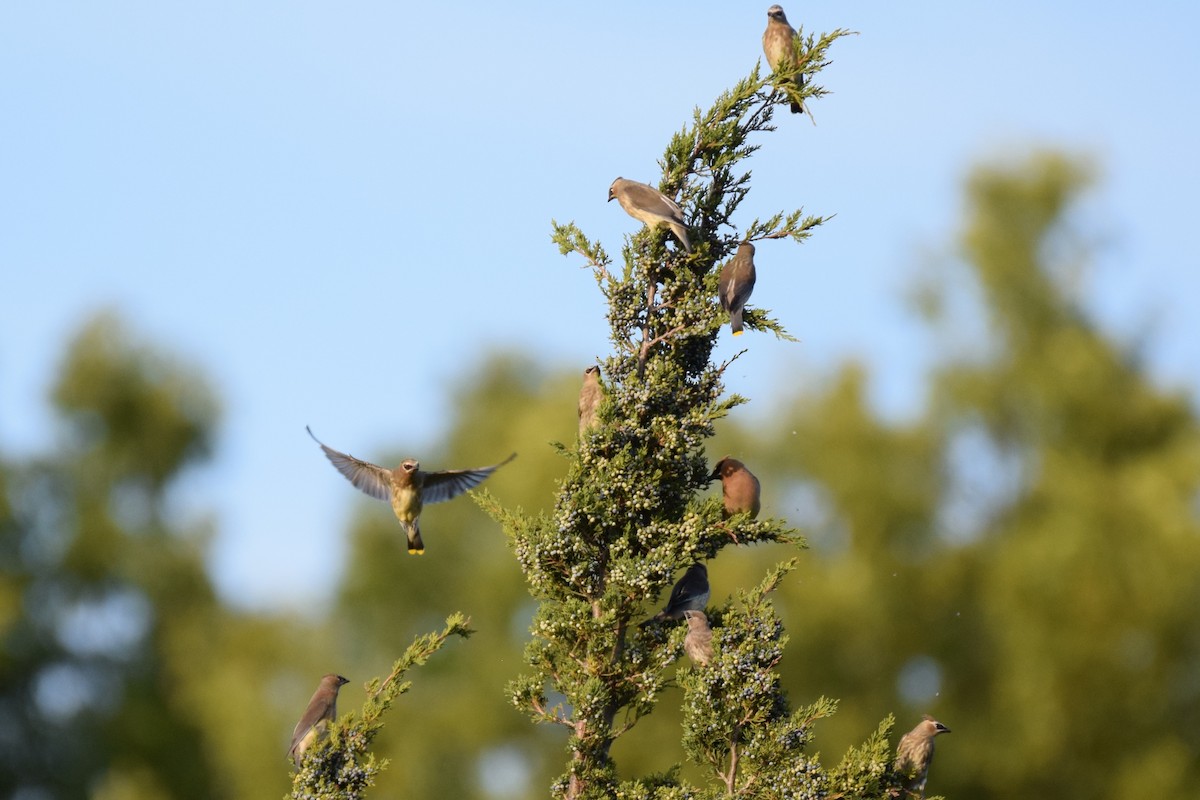 Cedar Waxwing - ML642937362