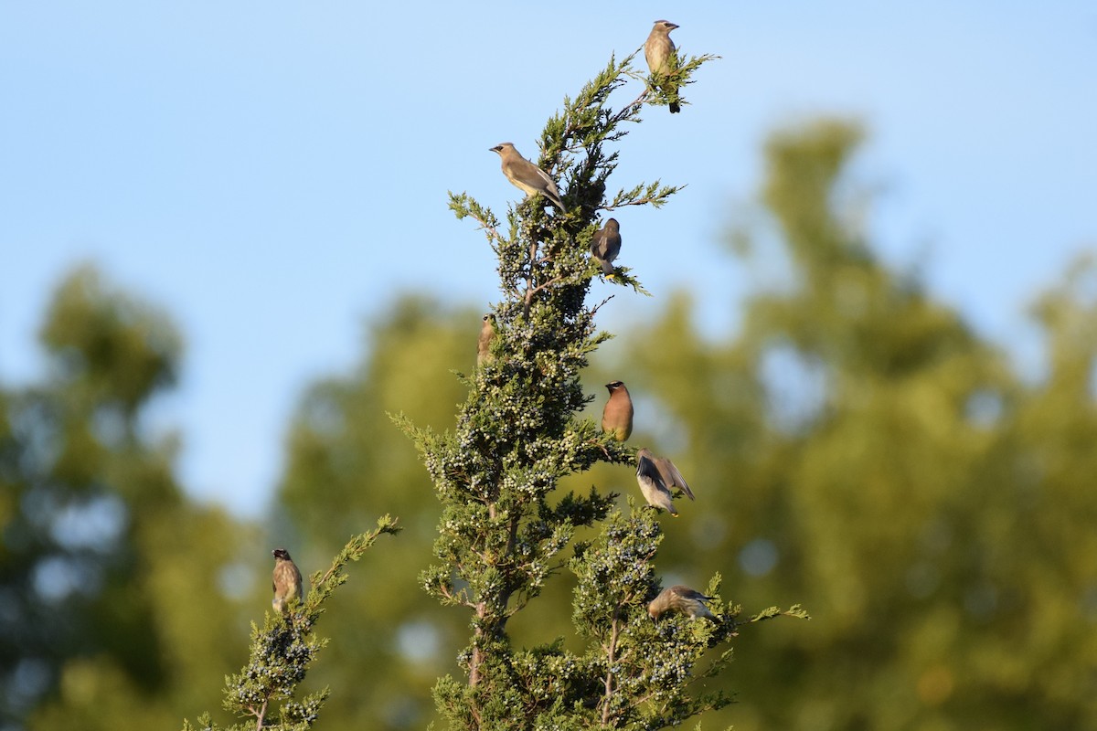 Cedar Waxwing - ML642937363