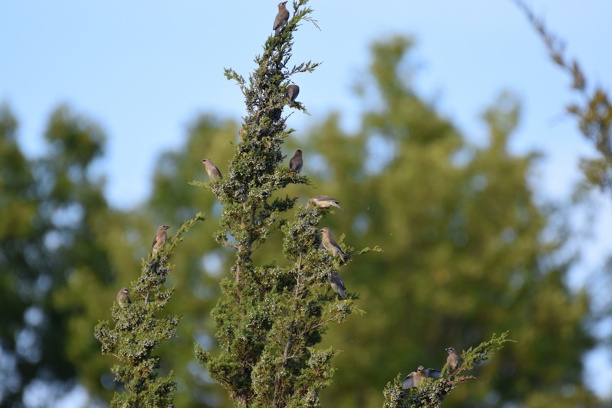 Cedar Waxwing - ML642937364