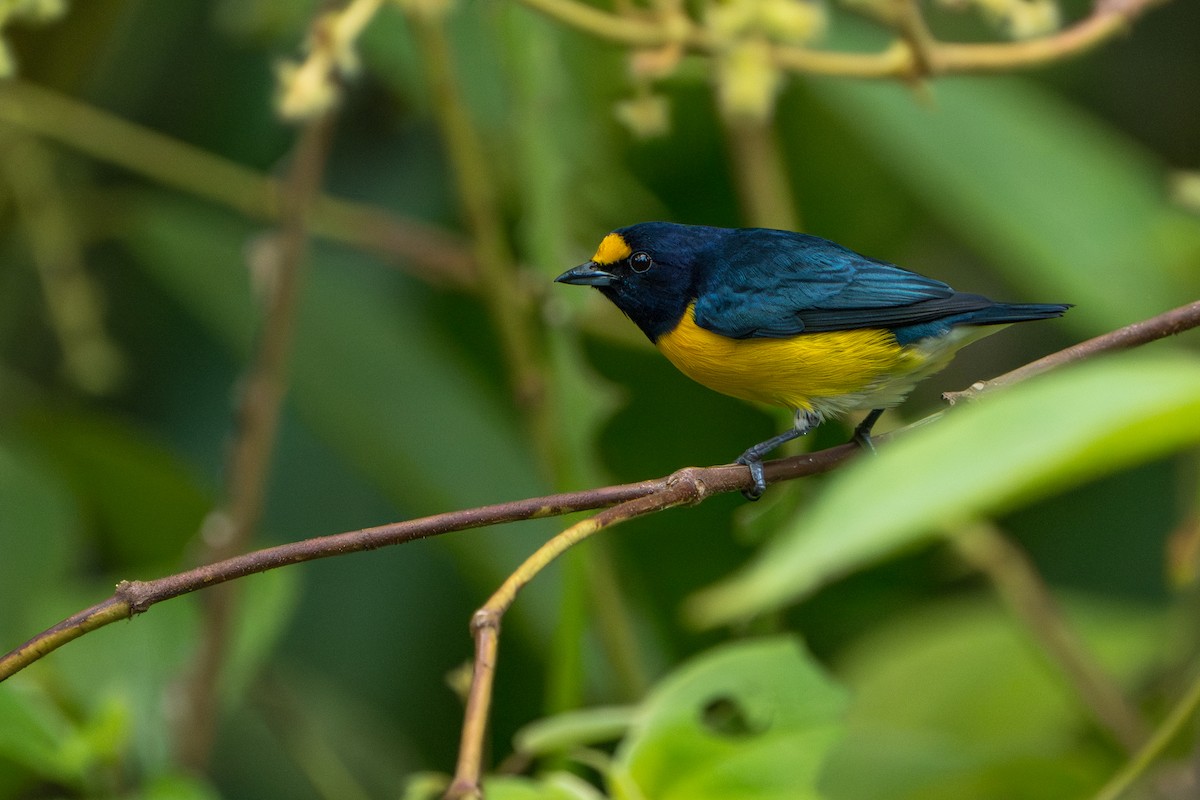 White-vented Euphonia - ML642937386