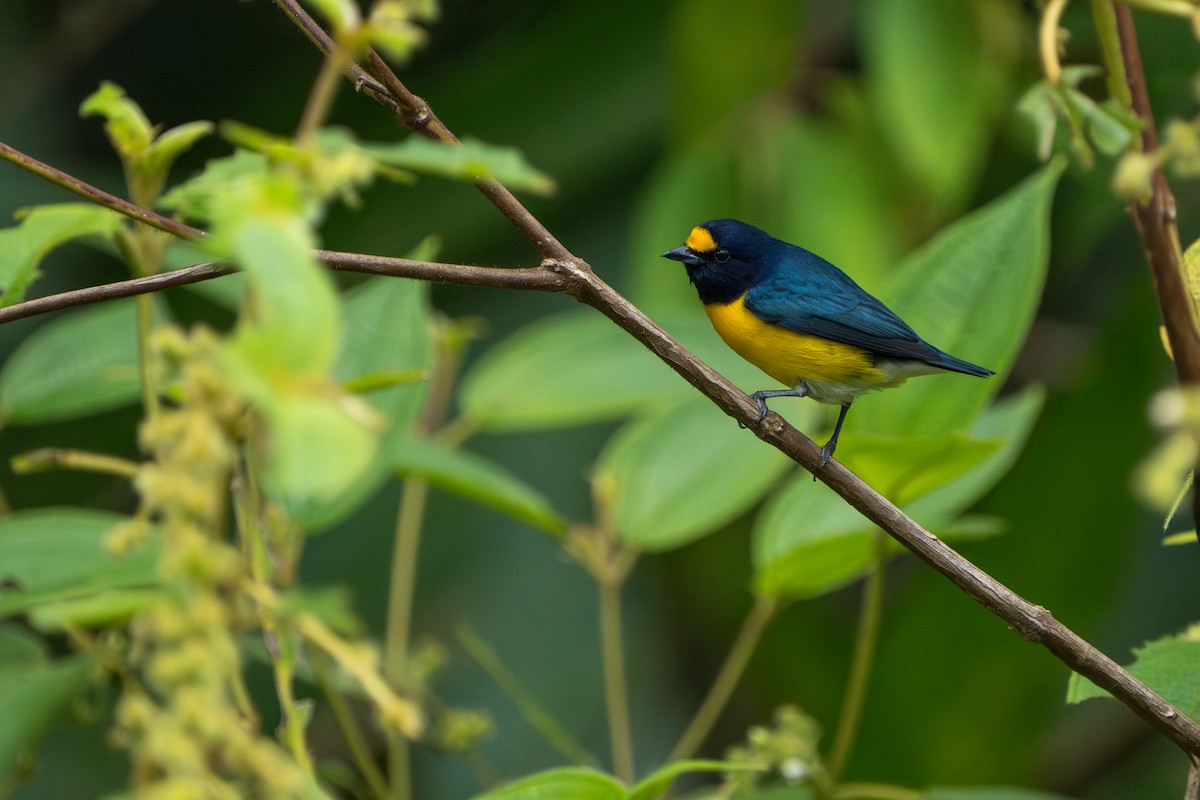 White-vented Euphonia - ML642937390