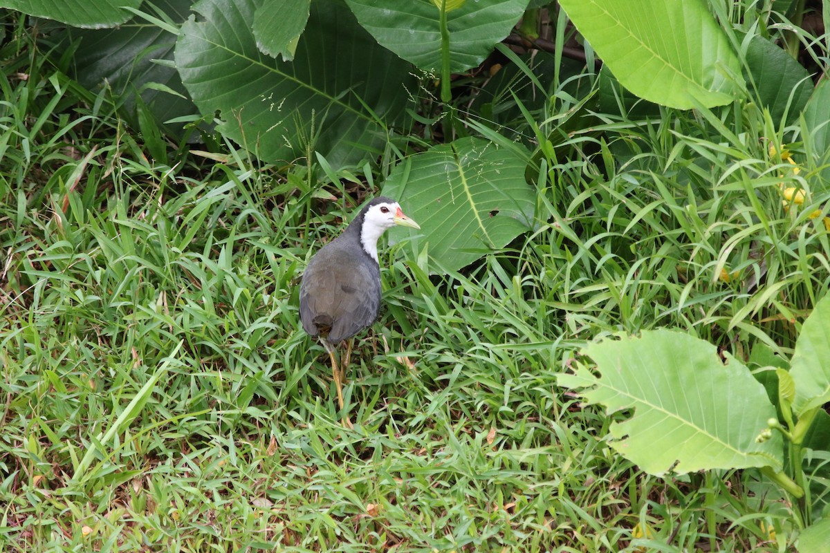 White-breasted Waterhen - ML642937391