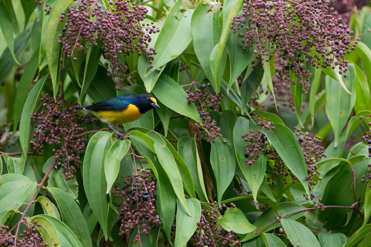 White-vented Euphonia - ML642937393