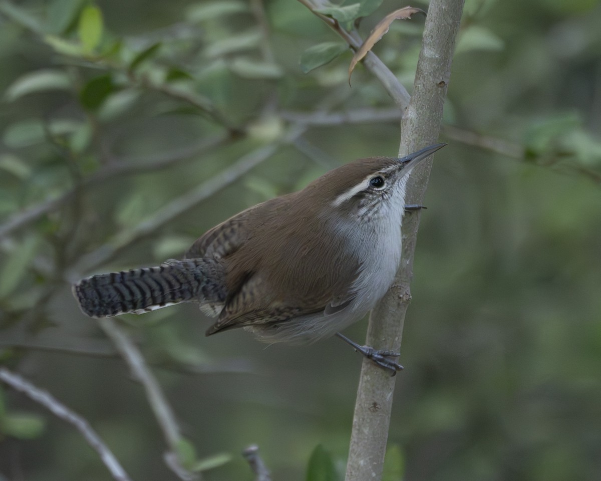 Bewick's Wren - ML642937395