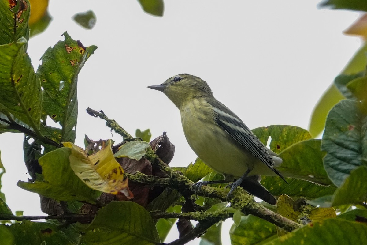 Cerulean Warbler - ML642937417