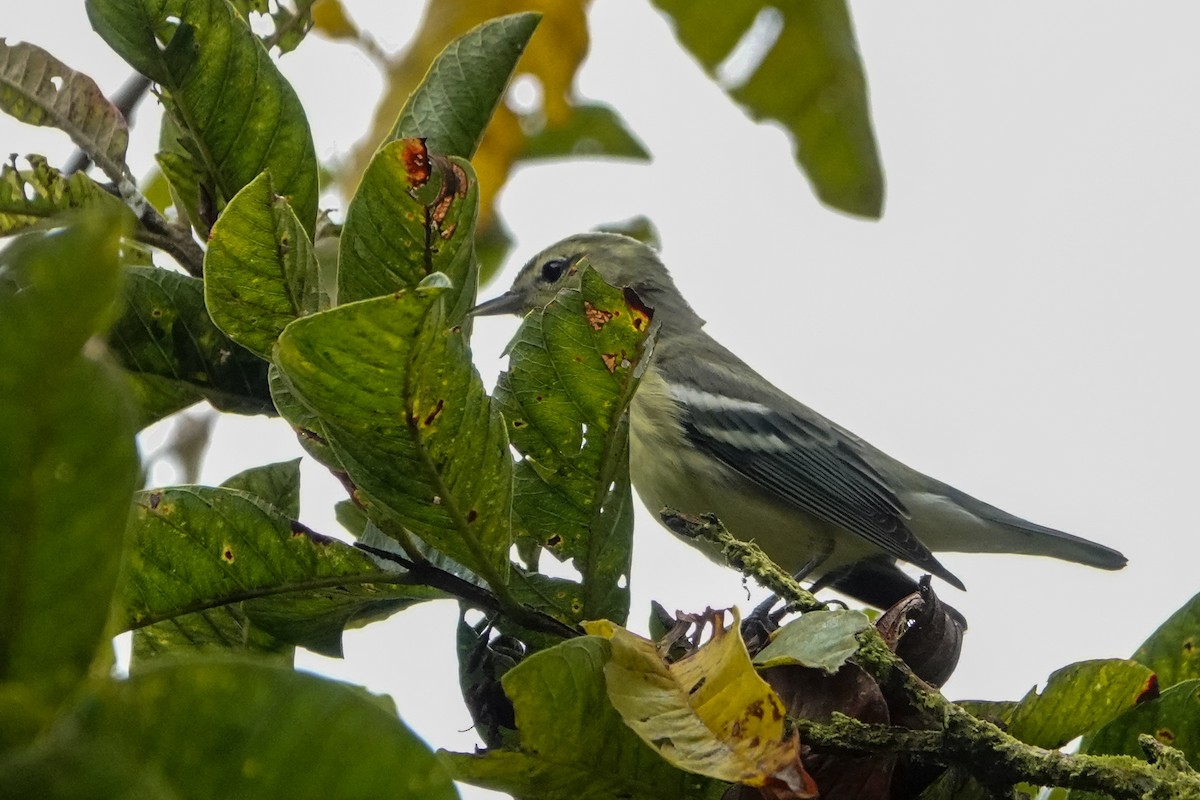 Cerulean Warbler - ML642937418