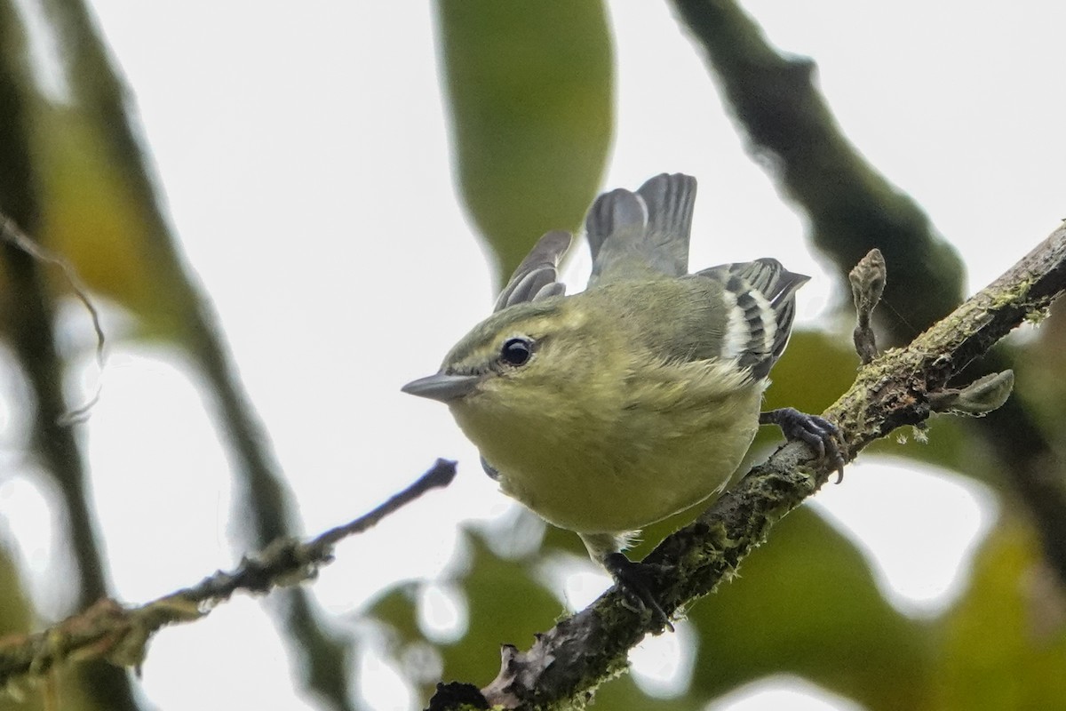 Cerulean Warbler - ML642937420