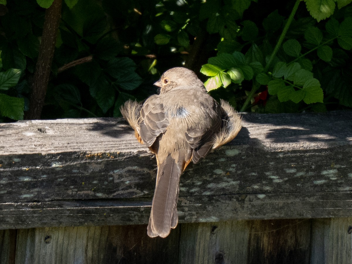 California Towhee - ML642937432